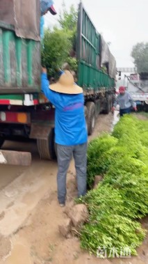 高度50厘米小叶黄杨