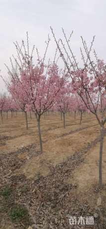 高度320厘米阳光樱