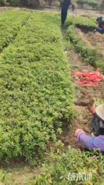 高度20厘米毛鹃小苗