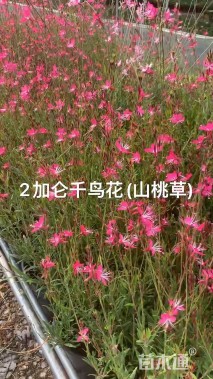 高度20厘米山桃草