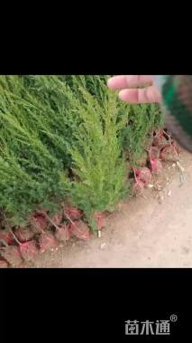 高度130厘米刺柏