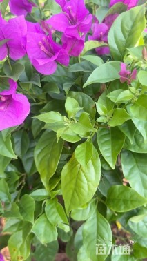 冠幅40厘米三角梅球