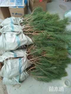 高度90厘米黑松