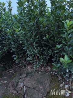 高度45厘米大叶黄杨