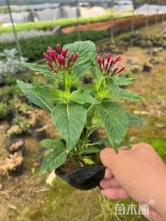 高度15厘米五星花