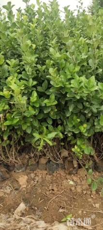 高度25厘米卫矛小苗