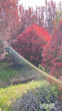 冠幅250厘米红叶石楠球