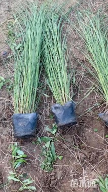 高度70厘米花叶芒