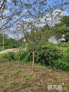 10公分白花紫薇