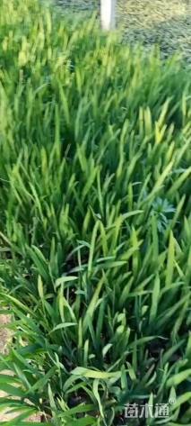 高度30厘米火星花