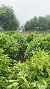 高度150厘米非洲茉莉球