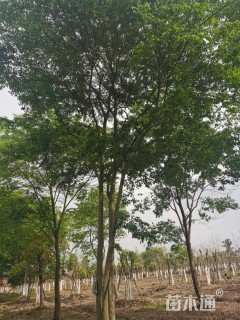 30公分丛生朴树