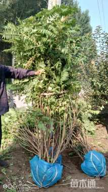 高度150厘米高丛珍珠梅