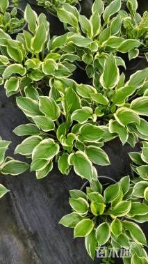 高度30厘米金边玉簪