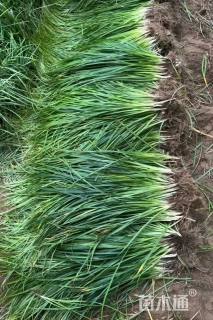 高度20厘米崂峪苔草