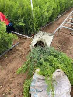 高度80厘米侧柏