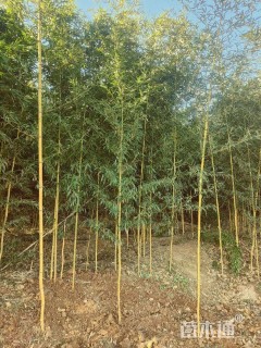 地栽苗金镶玉竹