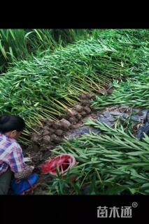 高度150厘米夹竹桃