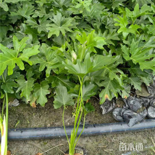 高度35厘米春羽