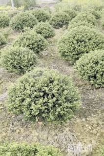 冠幅80厘米龟甲冬青球
