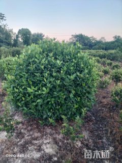 冠幅150厘米大叶栀子球