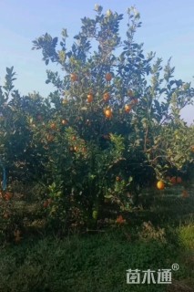 高度150厘米脐橙