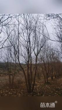 40公分(5杆)丛生乌桕