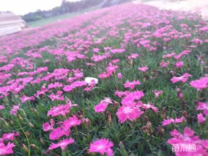 高度30厘米石竹