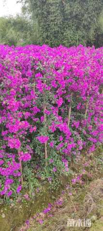 高度200厘米三角梅柱