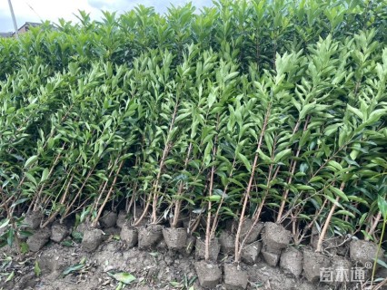 高度180厘米法国冬青