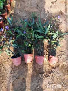 高度30厘米翠芦莉