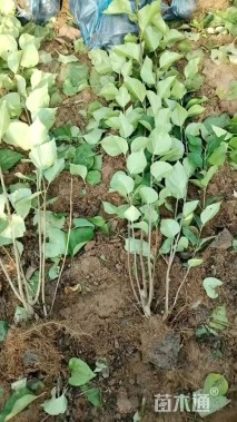 高度70厘米紫丁香小苗