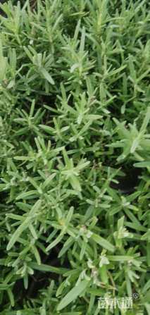 高度15厘米迷迭香