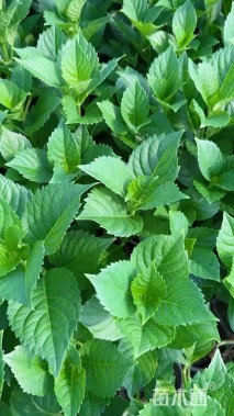 高度35厘米八仙花