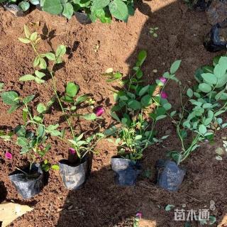 高度60厘米丰花月季