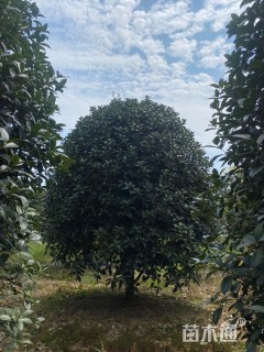 15公分桂花