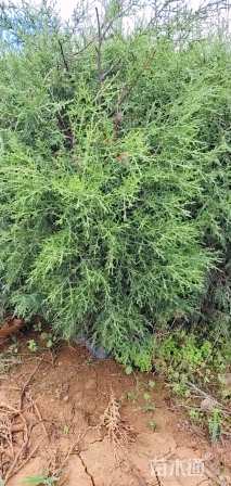 高度60厘米西藏柏木