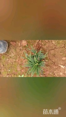 高度10厘米玉龙草