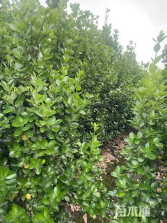 高度180厘米北海道黄杨