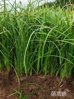 高度40厘米马莲