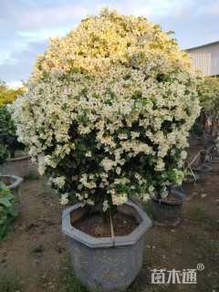 高度70厘米白雪公主三角梅