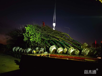 8公分(5杆)丛生黄连木