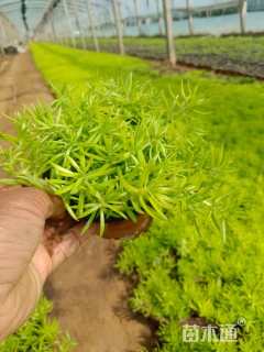 高度15厘米金叶佛甲草