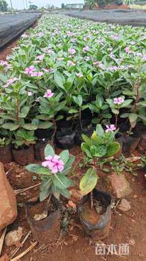 高度20厘米金叶菖蒲