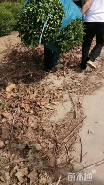 冠幅80厘米瓜子黄杨球