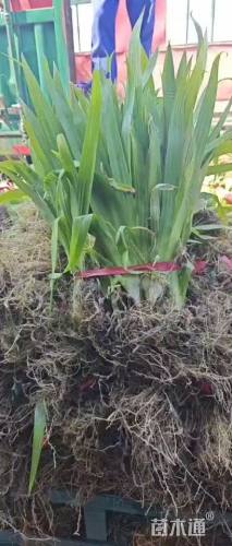 高度20厘米鸢尾