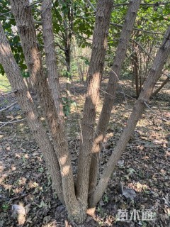 高度700厘米丛生五角枫