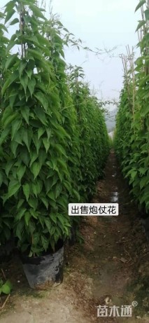 100厘米炮仗花