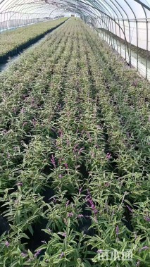 高度30厘米墨西哥鼠尾草