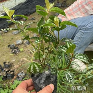 高度20厘米冷水花